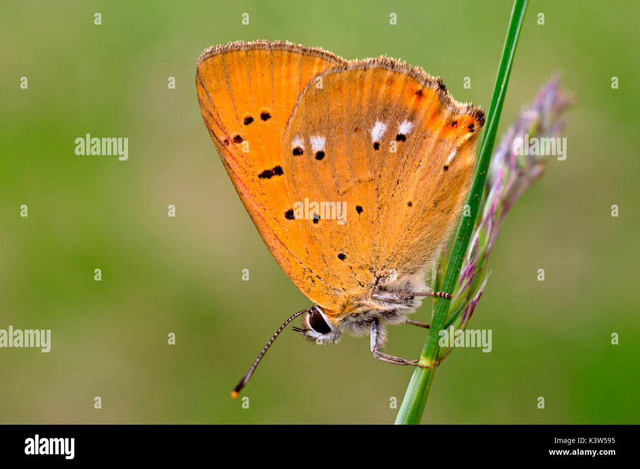 Lycaena virgaureae, Arad, Romania Foto Stock