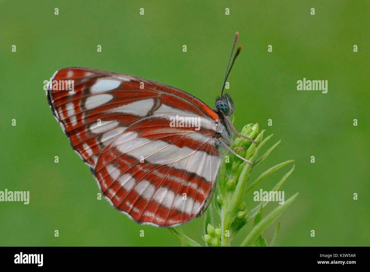 Neptis Hilas-Saffo Lovászi, Ungheria, butterfly Foto Stock