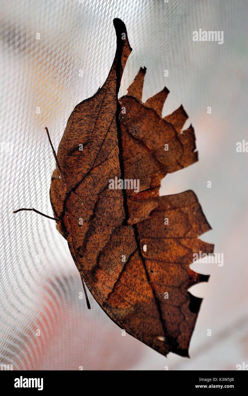 Butterfly, Uropyia meticulodina, camuffati in forma di foglia secca. Firenze , Italia Foto Stock