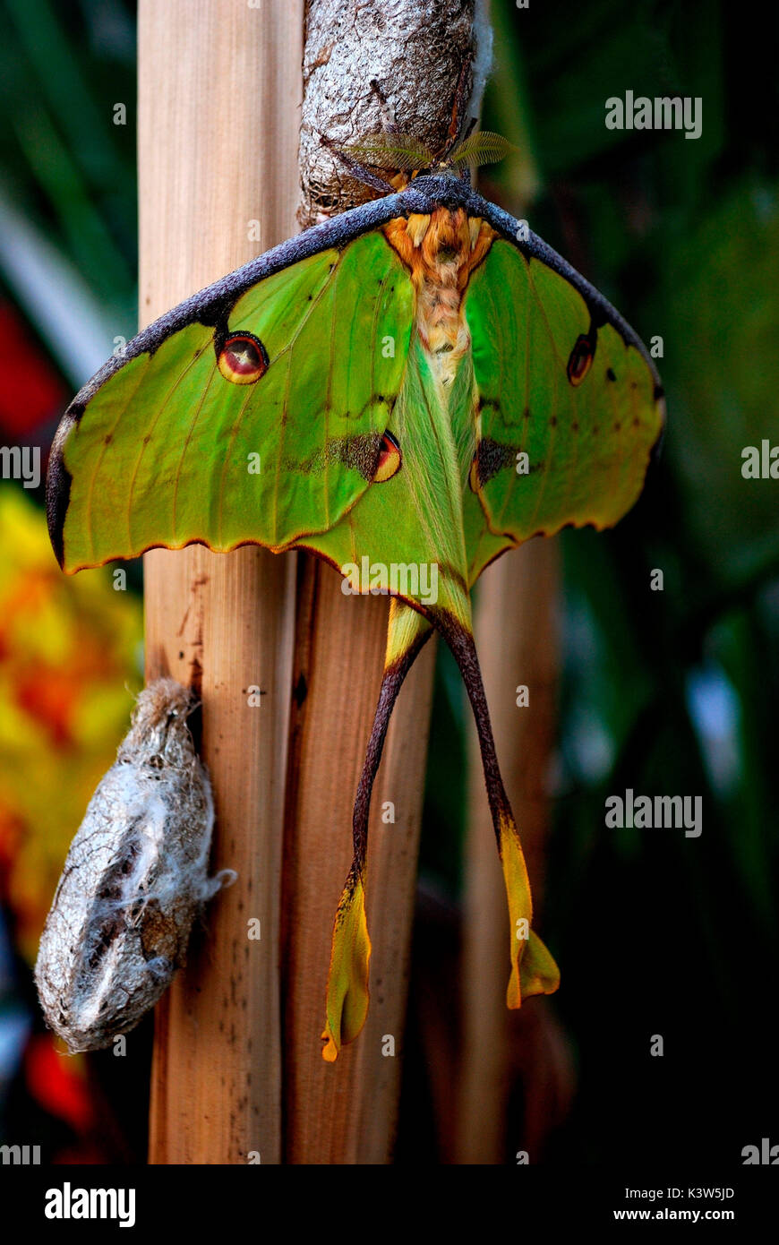 Il nome scientifico di questa farfalla è Argema mittrei, ma è comunemente chiamato Butterfly cometa. Campione di rara bellezza e di grande dimensione, dal Madagascar. Foto Stock