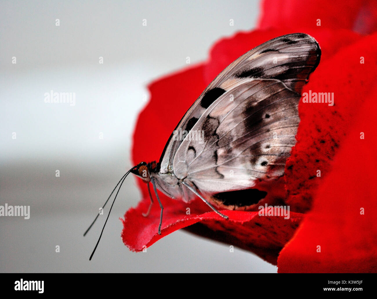 Una farfalla che pongono in luce un petalo di rosa. fotografia scattata in serra. Firenze, Italia Foto Stock