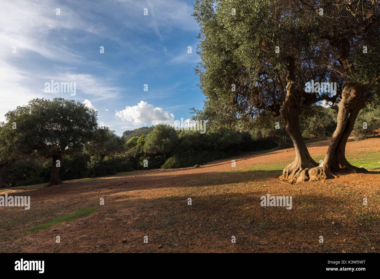 Uliveto nel Parco della Maremma. Alberese Parco della Maremma(Parco della Maremma, Grosseto, provincia di Grosseto, Toscana, Italia, Europa Foto Stock