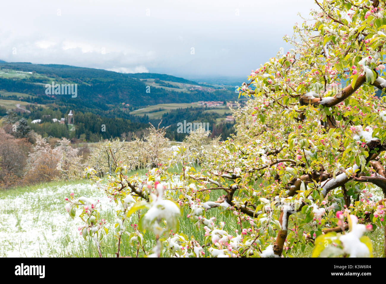 L'Italia, Trentino Alto Adige, Val di Non, neve su apple fiorisce in un insolitamente freddo giorno di primavera. Foto Stock