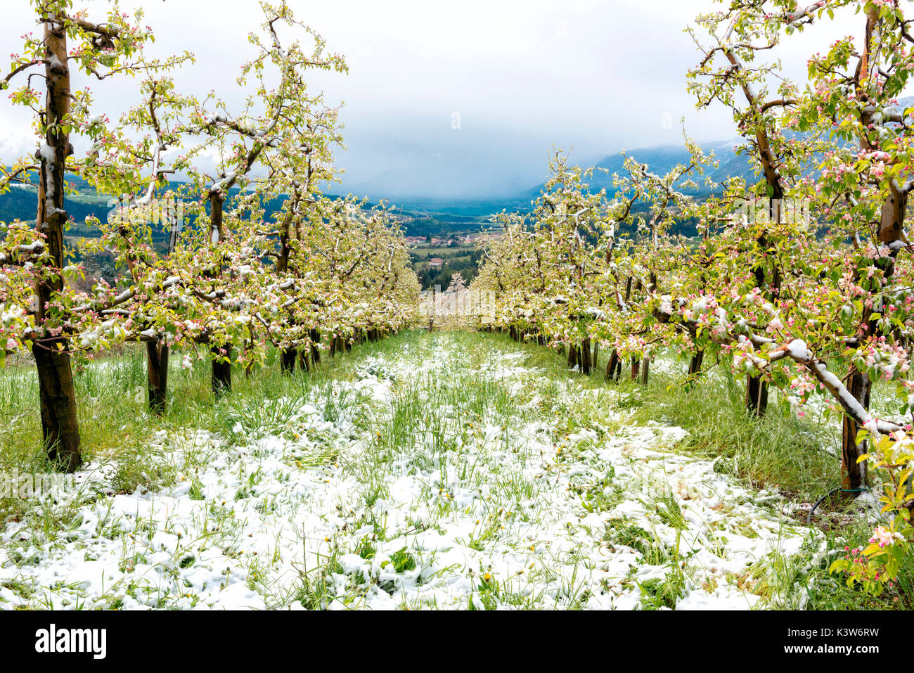 L'Italia, Trentino Alto Adige, Val di Non, neve su apple fiorisce in un insolitamente freddo giorno di primavera. Foto Stock