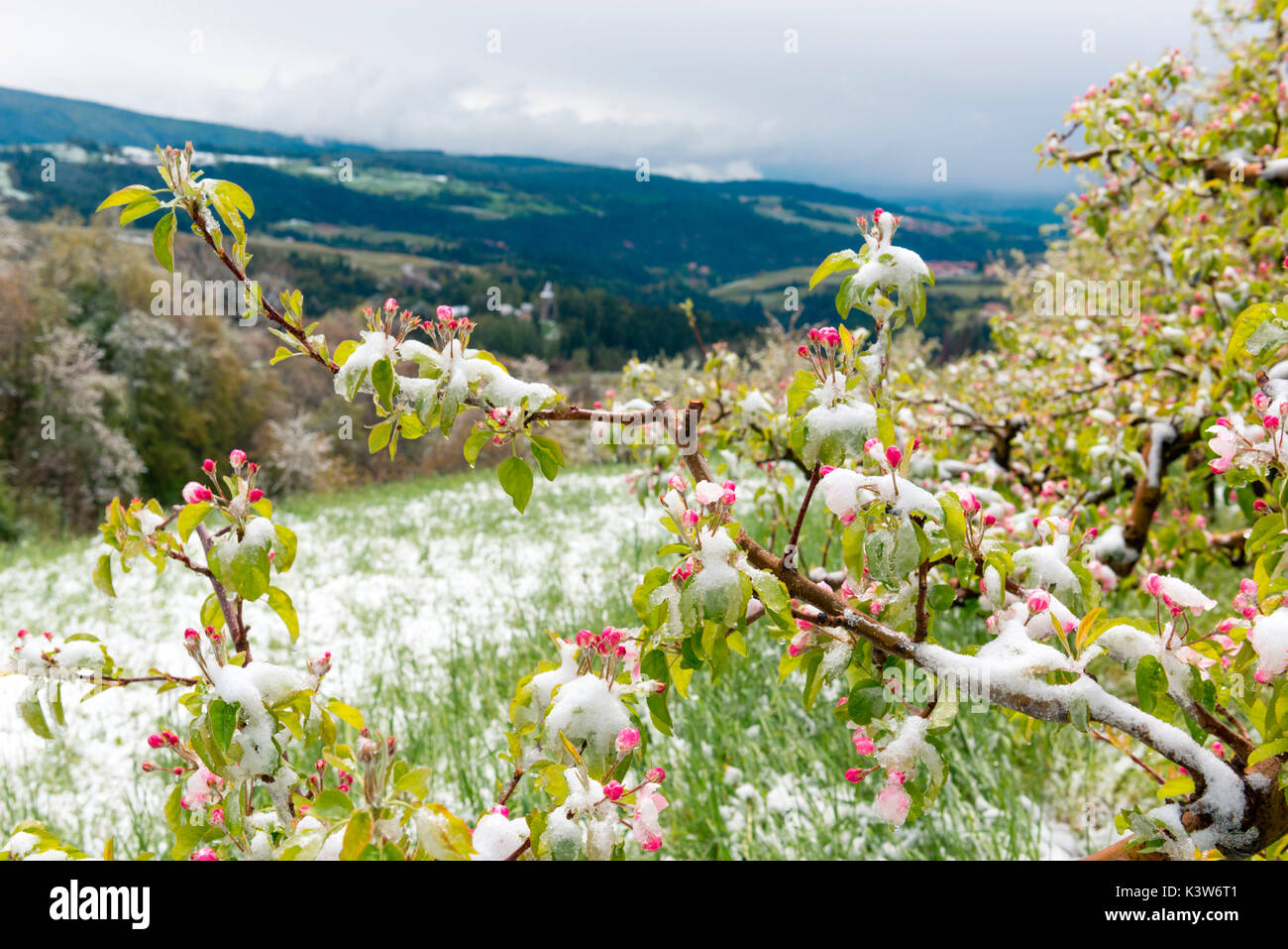 L'Italia, Trentino Alto Adige, Val di Non, neve su apple fiorisce in un insolitamente freddo giorno di primavera. Foto Stock