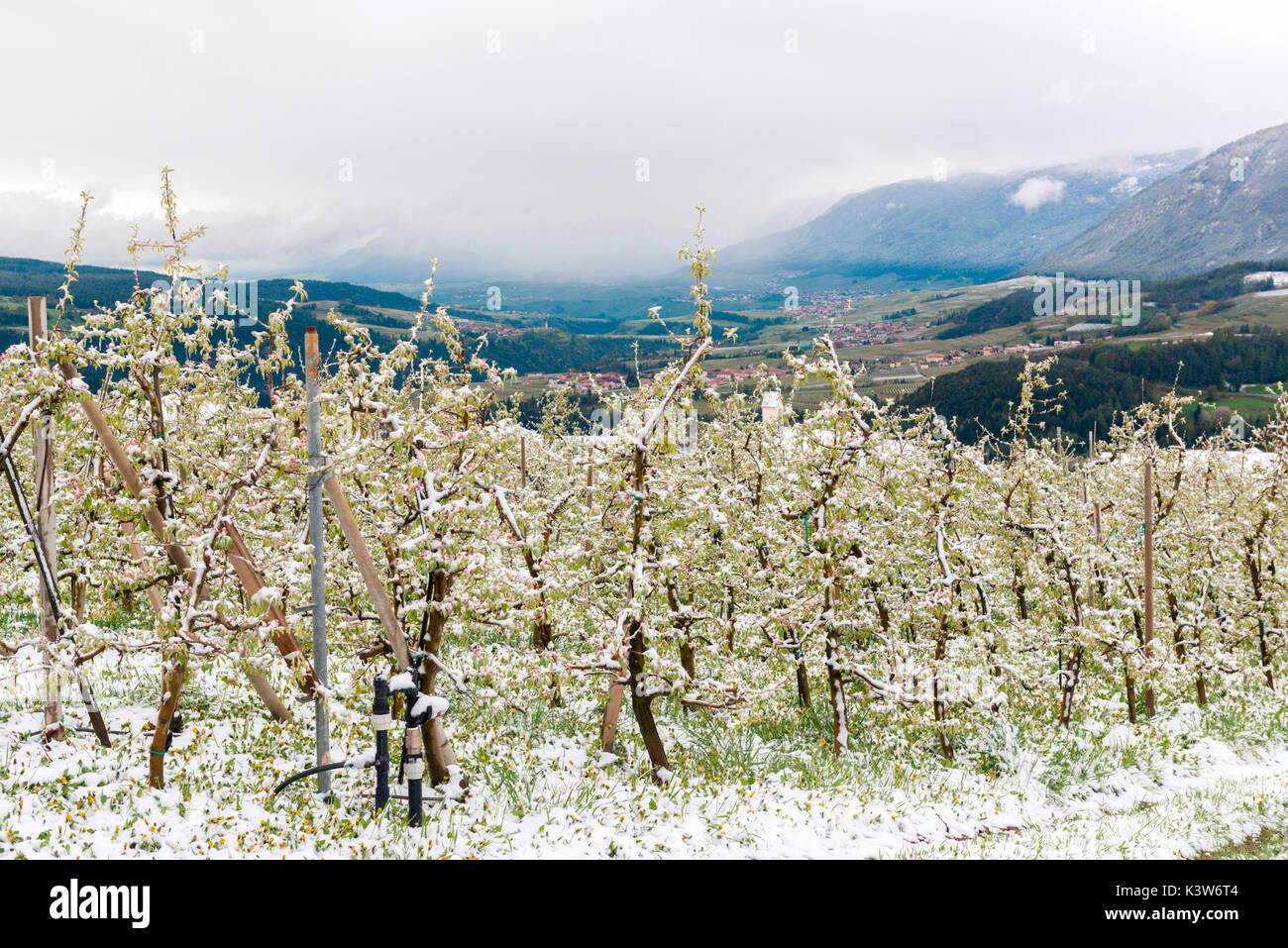 L'Italia, Trentino Alto Adige, Val di Non, neve su apple fiorisce in un insolitamente freddo giorno di primavera. Foto Stock