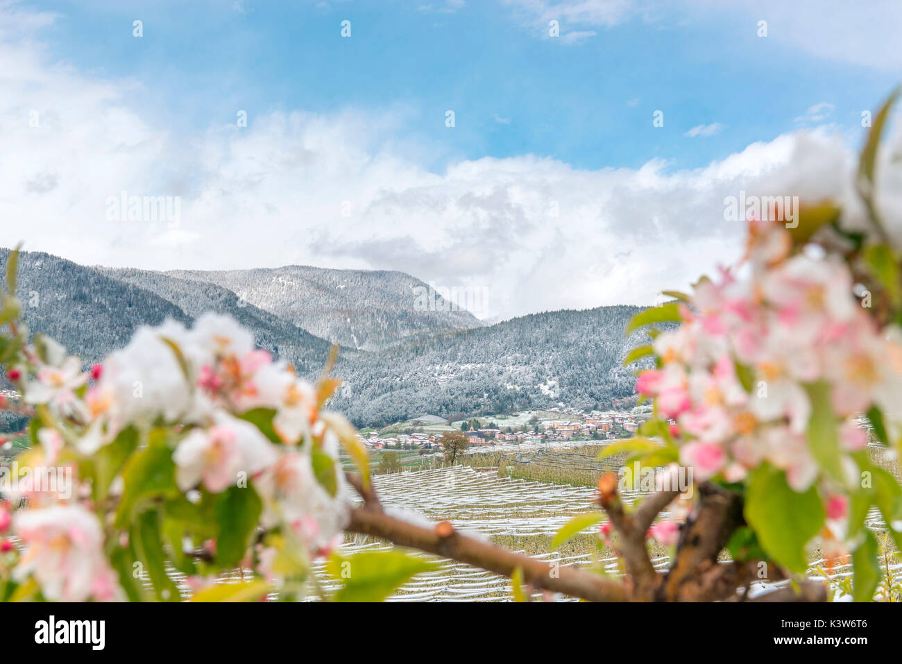 L'Italia, Trentino Alto Adige, Val di Non, neve su apple fiorisce in un insolitamente freddo giorno di primavera. Foto Stock