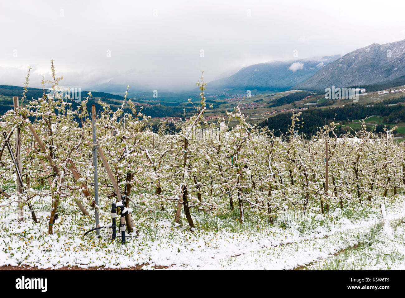 L'Italia, Trentino Alto Adige, Val di Non, neve su apple fiorisce in un insolitamente freddo giorno di primavera. Foto Stock