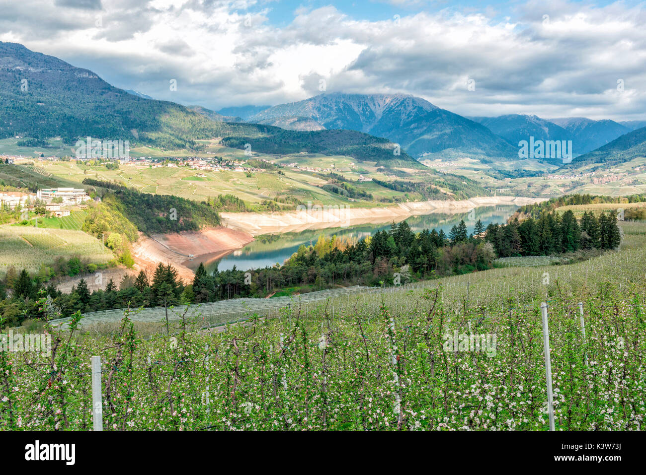 L'Italia, Trentino Alto Adige, fiori di Apple sulla Santa Giustina lago in Val di Non su una giornata di primavera. Foto Stock
