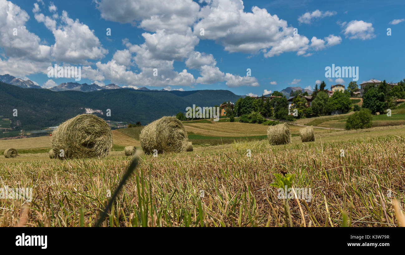 L'Italia, Trentino Alto Adige, Non valle, balle di fieno nei pressi del villaggio di Malosco, pronti per essere prelevati dagli agricoltori. Foto Stock