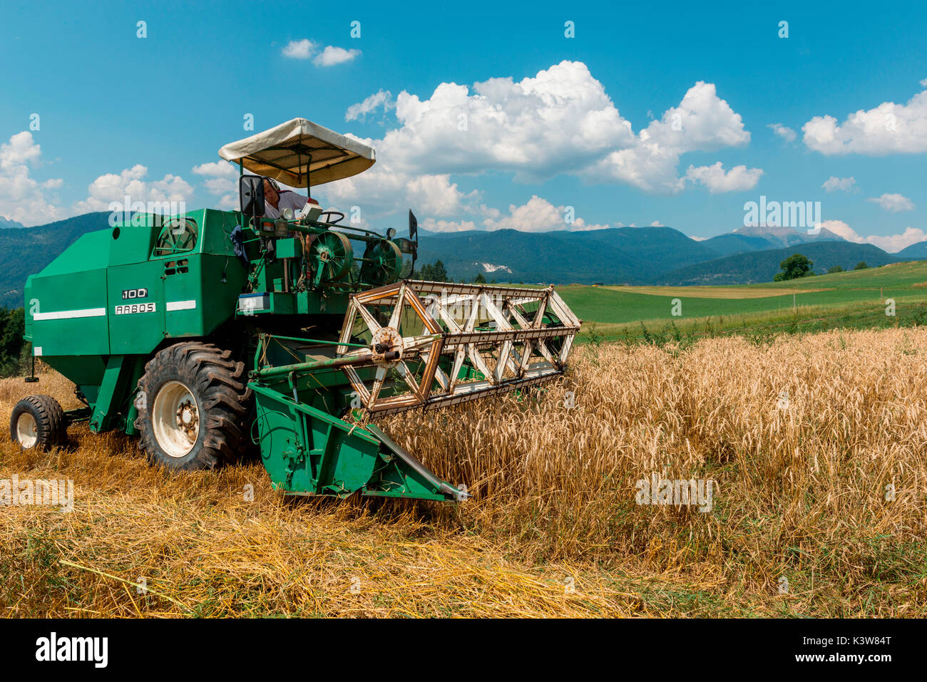 L'Italia, Trentino Alto Adige, Val di Non, il raccolto di grano in Val di Non. Foto Stock