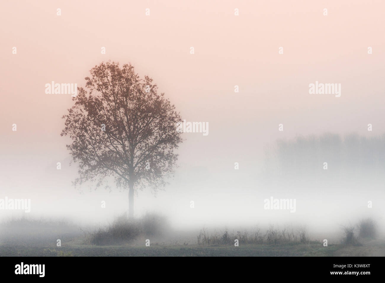 Pianura piemontese, Piemonte,Torino, Italia. Sunrise alberi nella nebbia Foto Stock