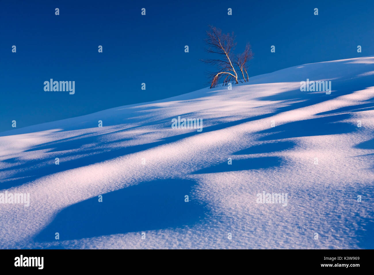 La Val Pellice, Piemonte,Torino,l'Italia. La Betulla intrappolati nella neve Foto Stock