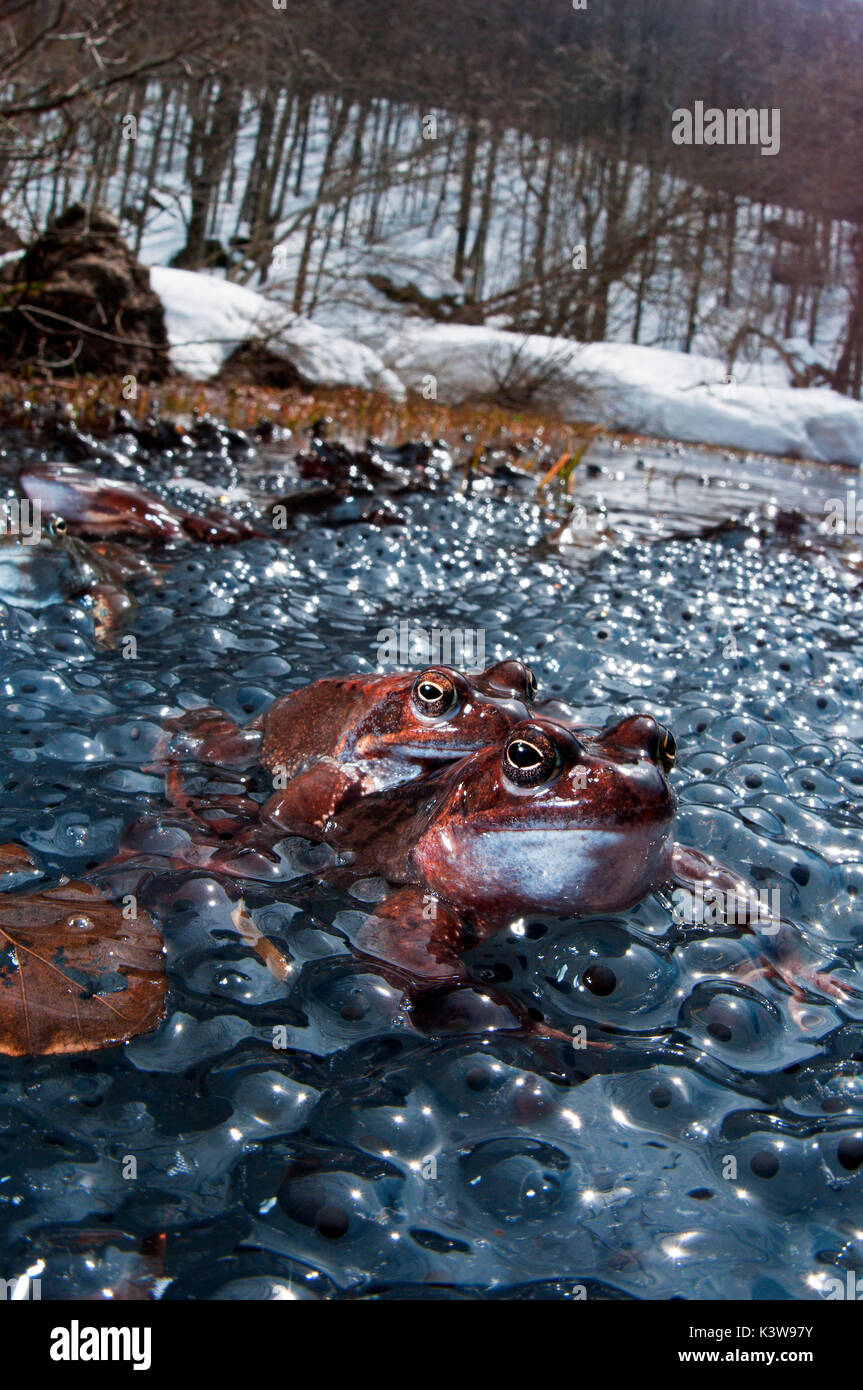 Rana temporaria e uova in un lago alpino Foto Stock