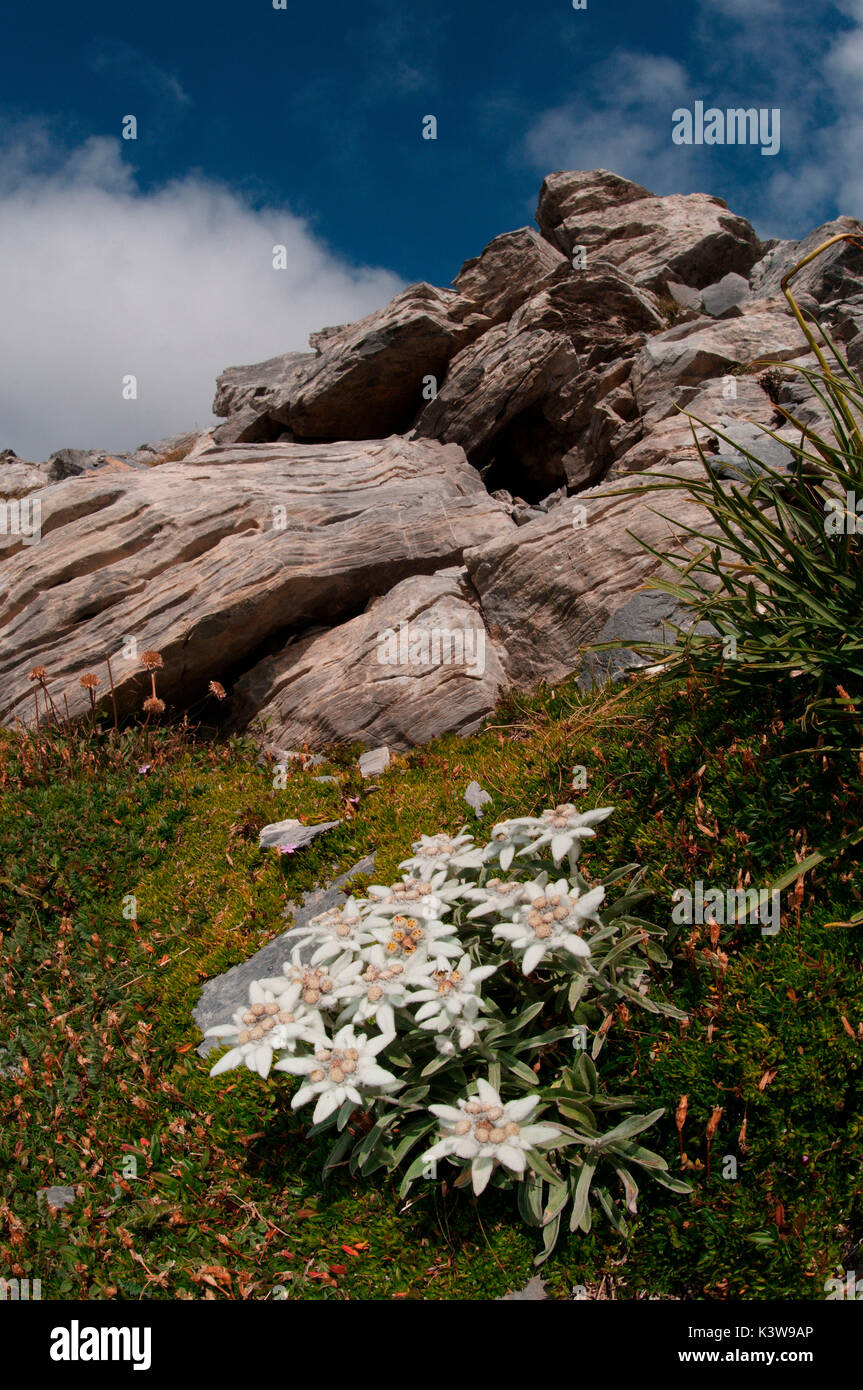 Alpi liguri dei fiori di montagna, l'edelweiss. Alpi liguri, Piemonte, Italia, Europa Foto Stock