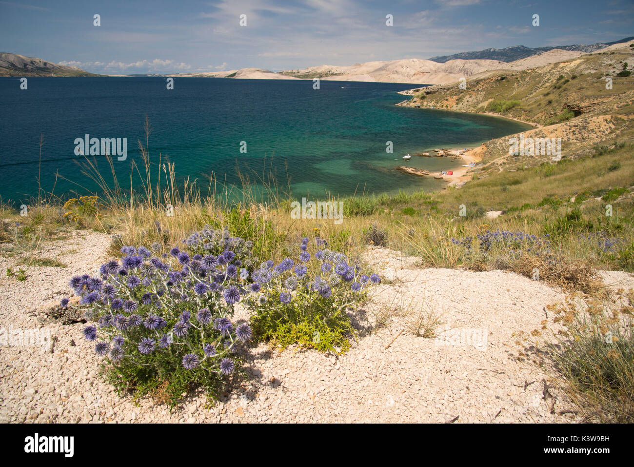 Vista dell'isola di Pag paesaggio, Croazia. A questo punto non vi è stata una splendida vista del mare e i fiori dietro la spiaggia. Foto Stock