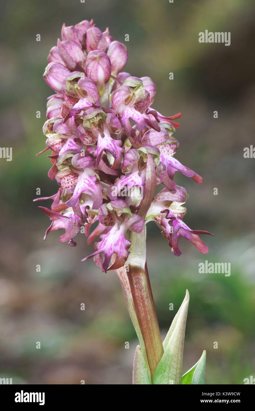 Wild Orchid, Barlia robertiana Foto Stock