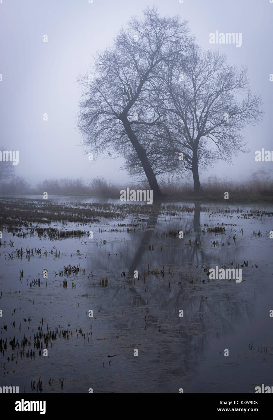 Lacchiarella, Milano, Lombardia. Un paio di alberi nella nebbia Foto Stock