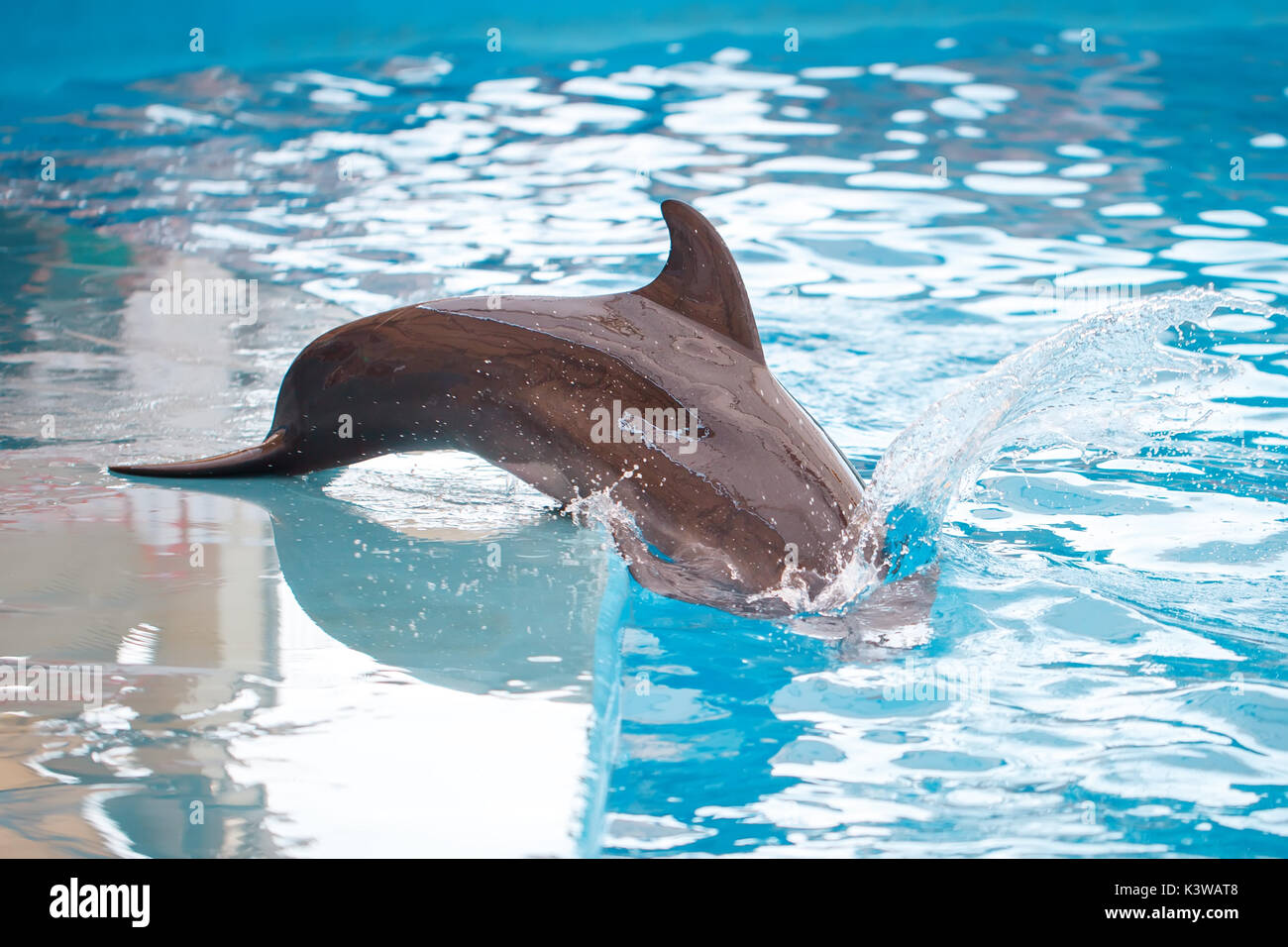 Un giovane delfino è sorridente e a giocare in piscina. Foto Stock