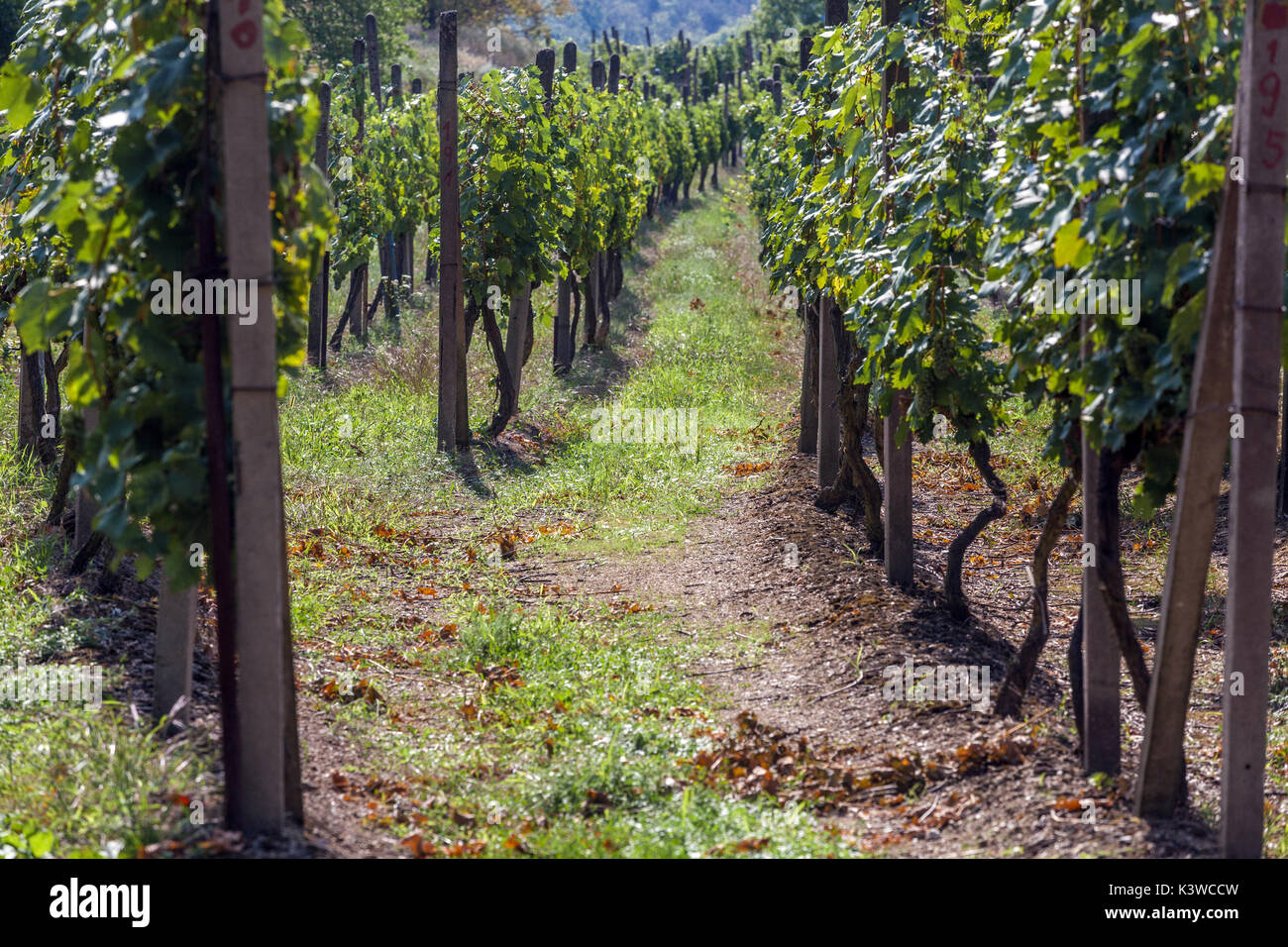 Sobes vigna è l'unico e il più antico vigneto nella Repubblica Ceca, si trova nel Parco nazionale Podyjí, Thayatal, nei pressi di Znojmo, Repubblica Ceca Foto Stock