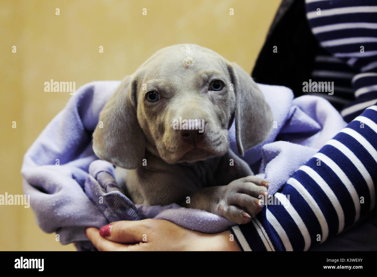 Un cucciolo di weimaraner con gli occhi blu. problemi dermatologici di