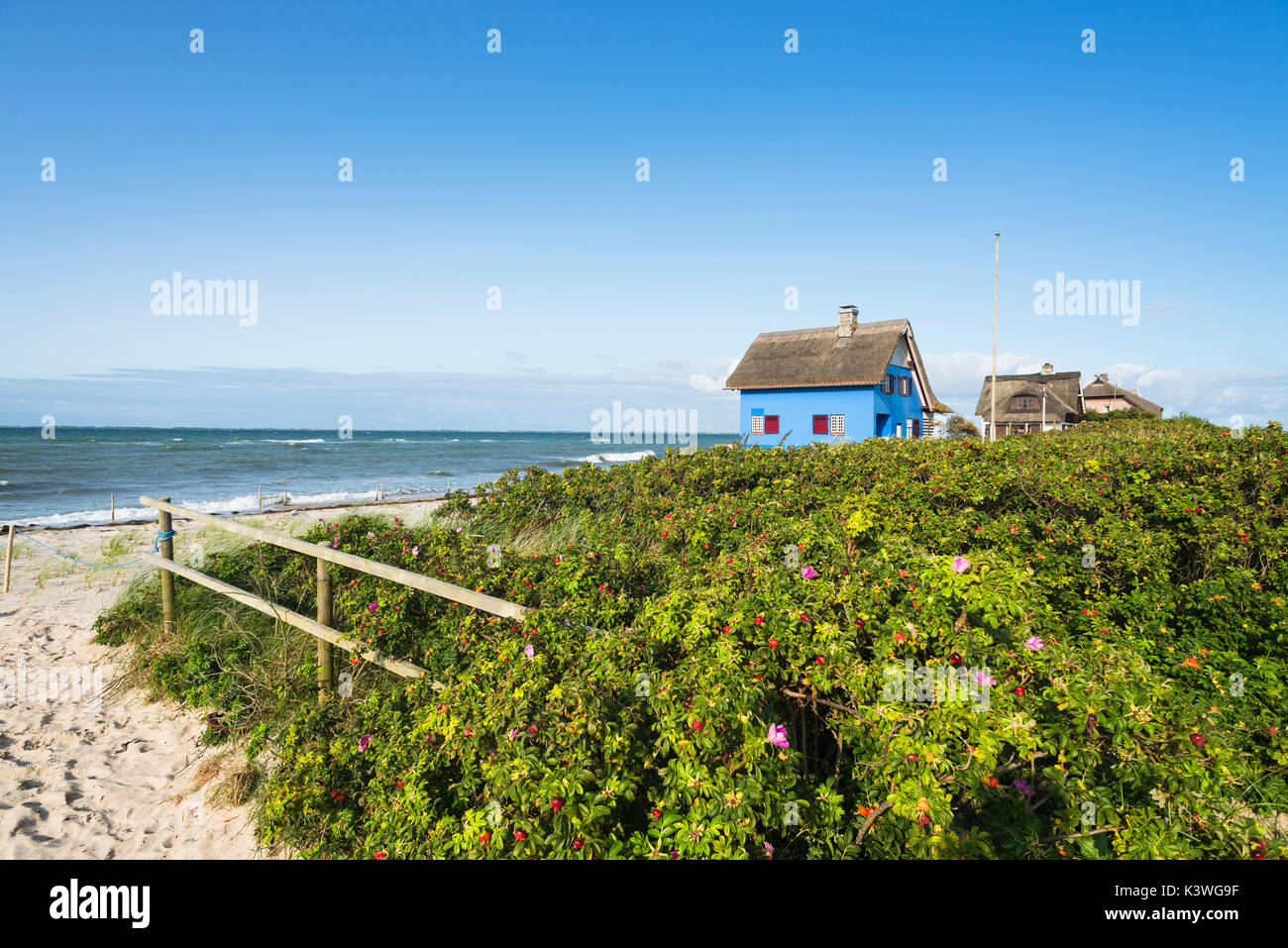 Storica spiaggia blu casa con tetto di paglia e cane cespugli di rose nella riserva naturale sulla penisola di graswarder a heiligenhafen, Germania Foto Stock