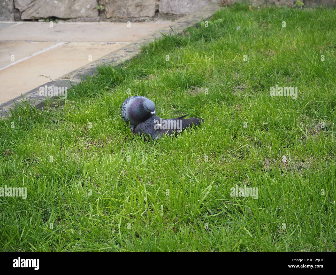 Coppia di piccioni rilassante in York, Inghilterra Foto Stock