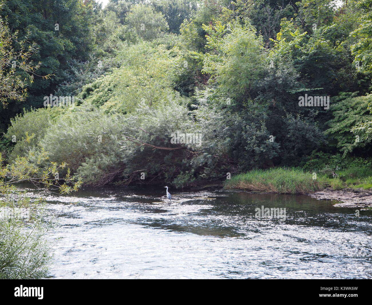 Heron in seduta fiume Taff, Cardiff. Foto Stock