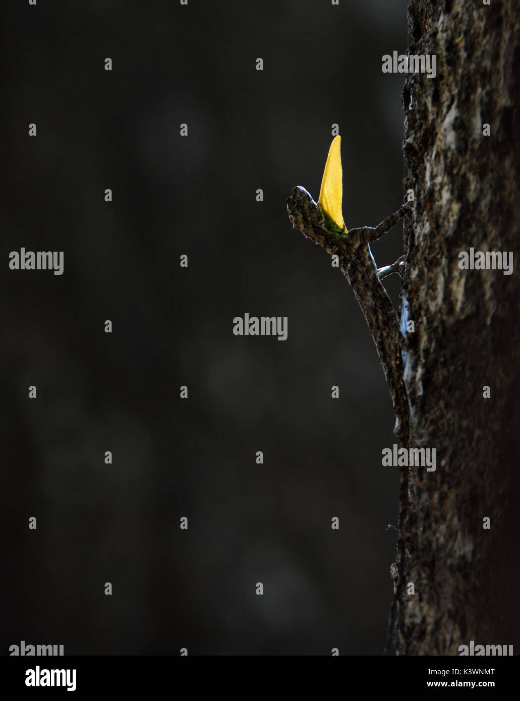 Draco Display Foto Stock