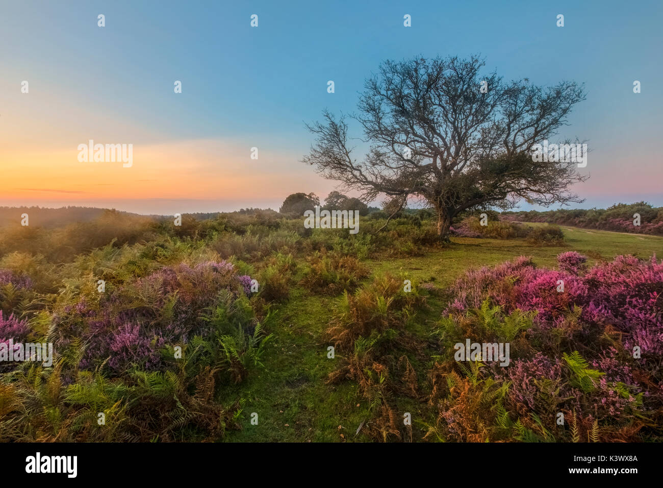 Vista Bratley, New Forest, Hampshire, Inghilterra, Regno Unito Foto Stock