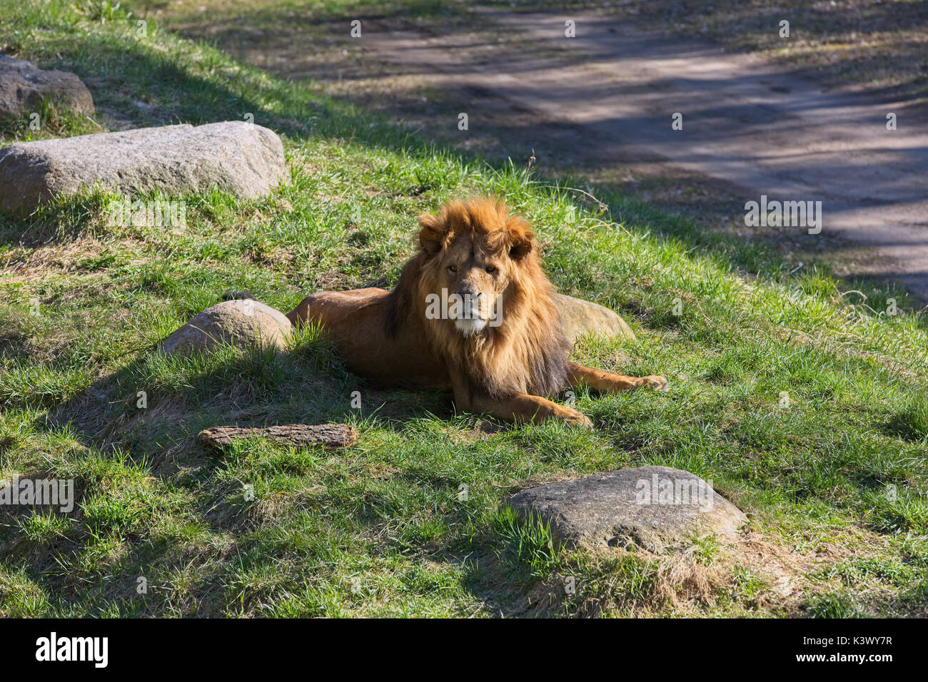 Lion che prende più facile Foto Stock