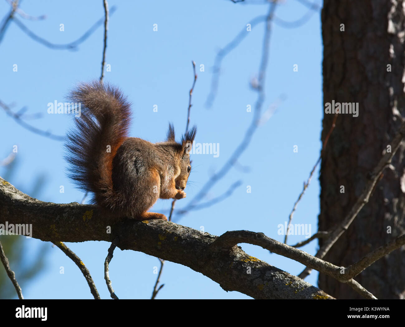 Lo scoiattolo su un ramo Foto Stock