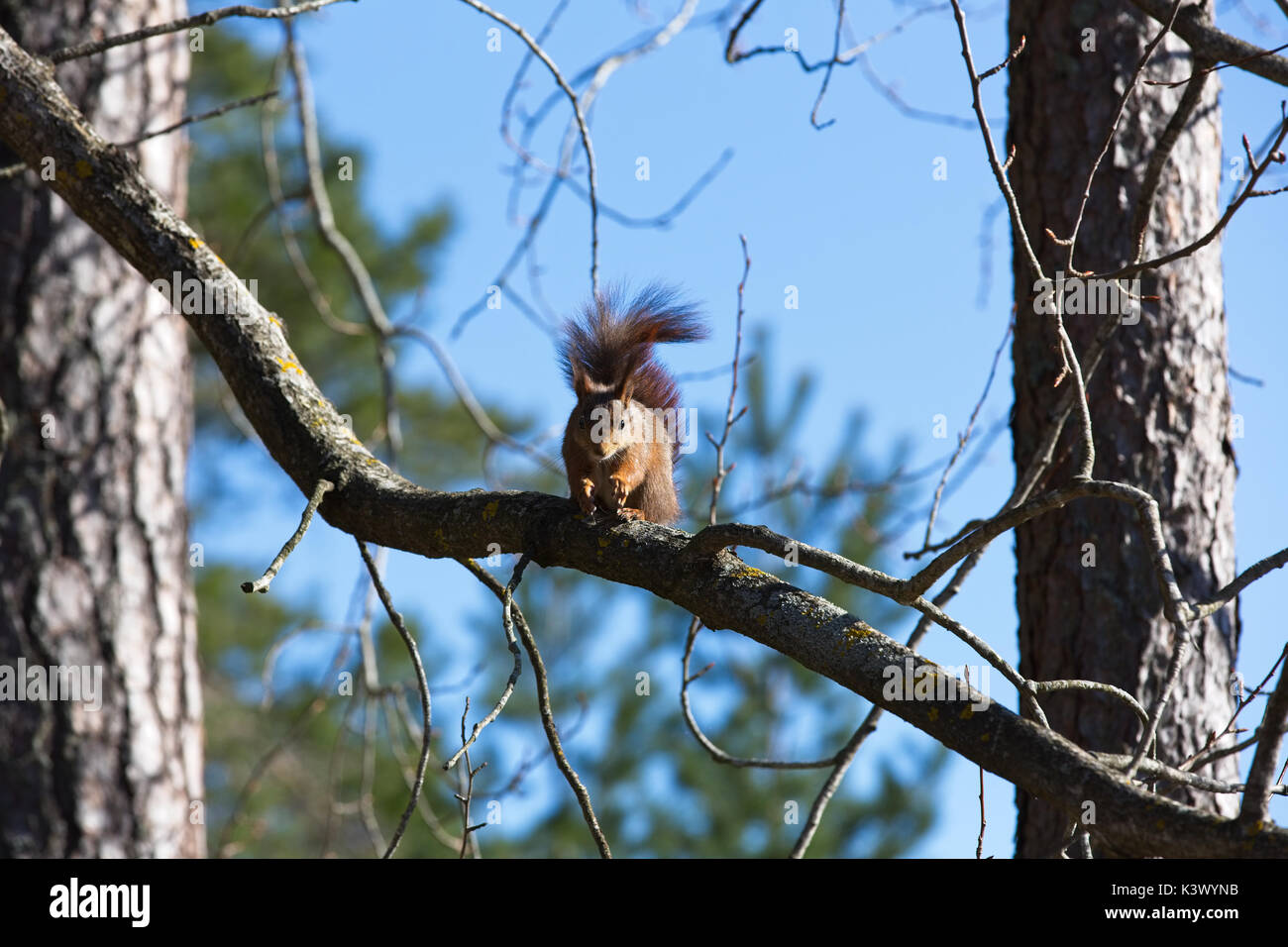 Lo scoiattolo su un ramo Foto Stock