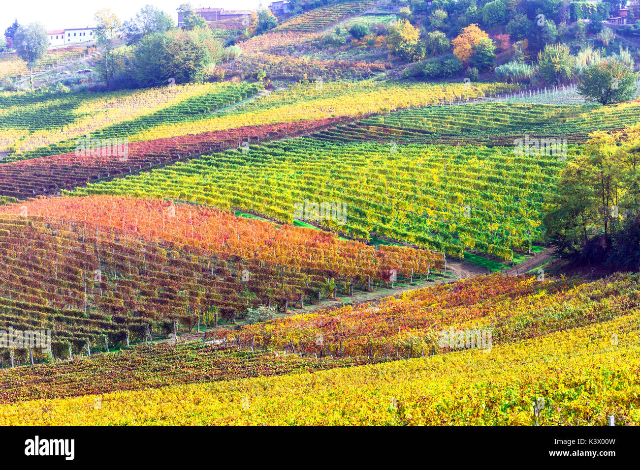 Incredibile collezione autunno variopinti vigneti del Piemonte - regione di vite di Italia Foto Stock