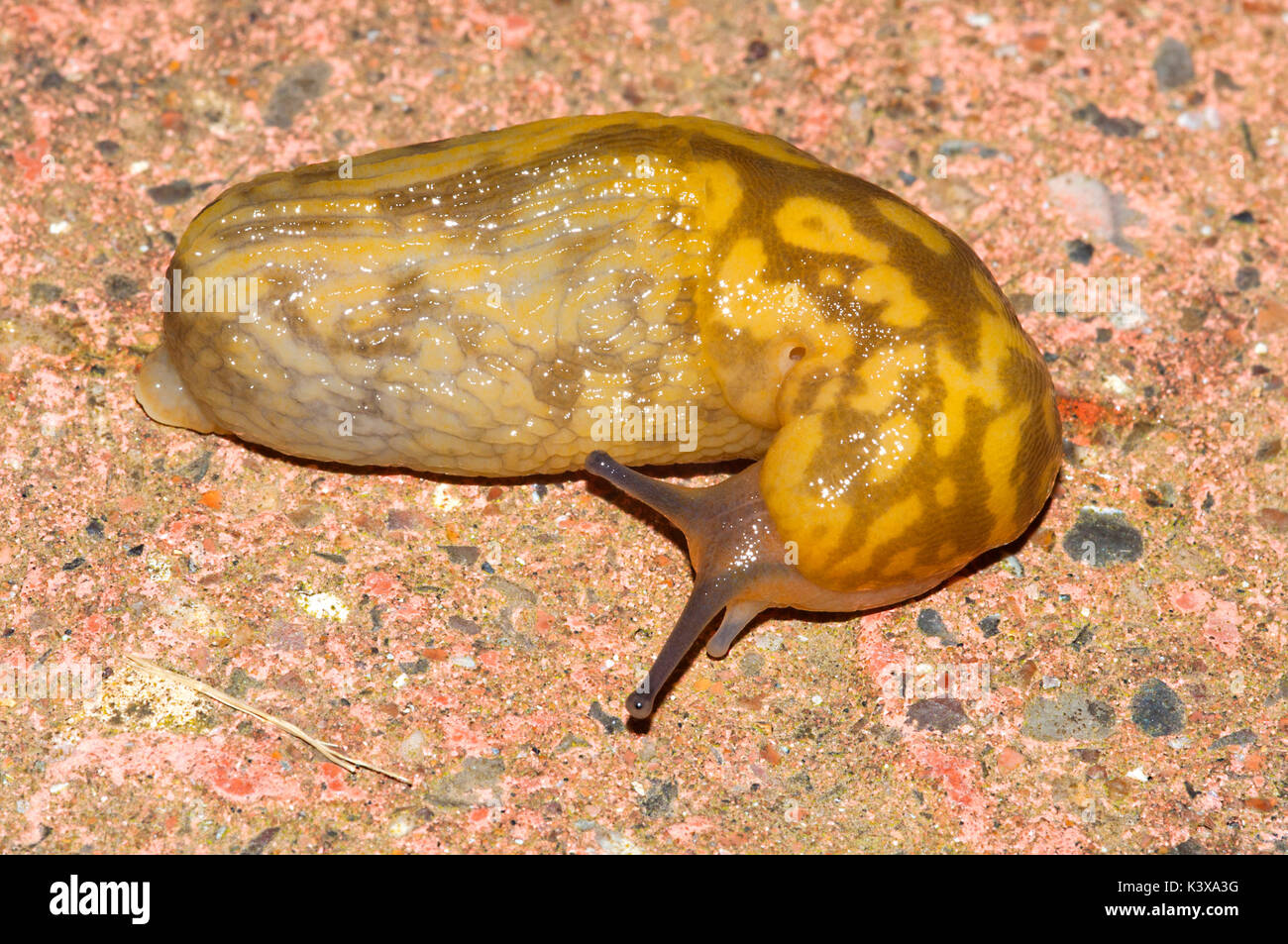 Giallo (slug Limacus Flavus) Foto Stock
