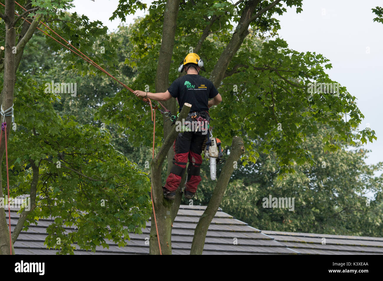Tree chirurgo lavora in indumenti protettivi, utilizzando arrampicarsi sulle funi di sicurezza & con chainsaw, è alto in rami di albero giardino - Yorkshire, Inghilterra, Regno Unito. Foto Stock
