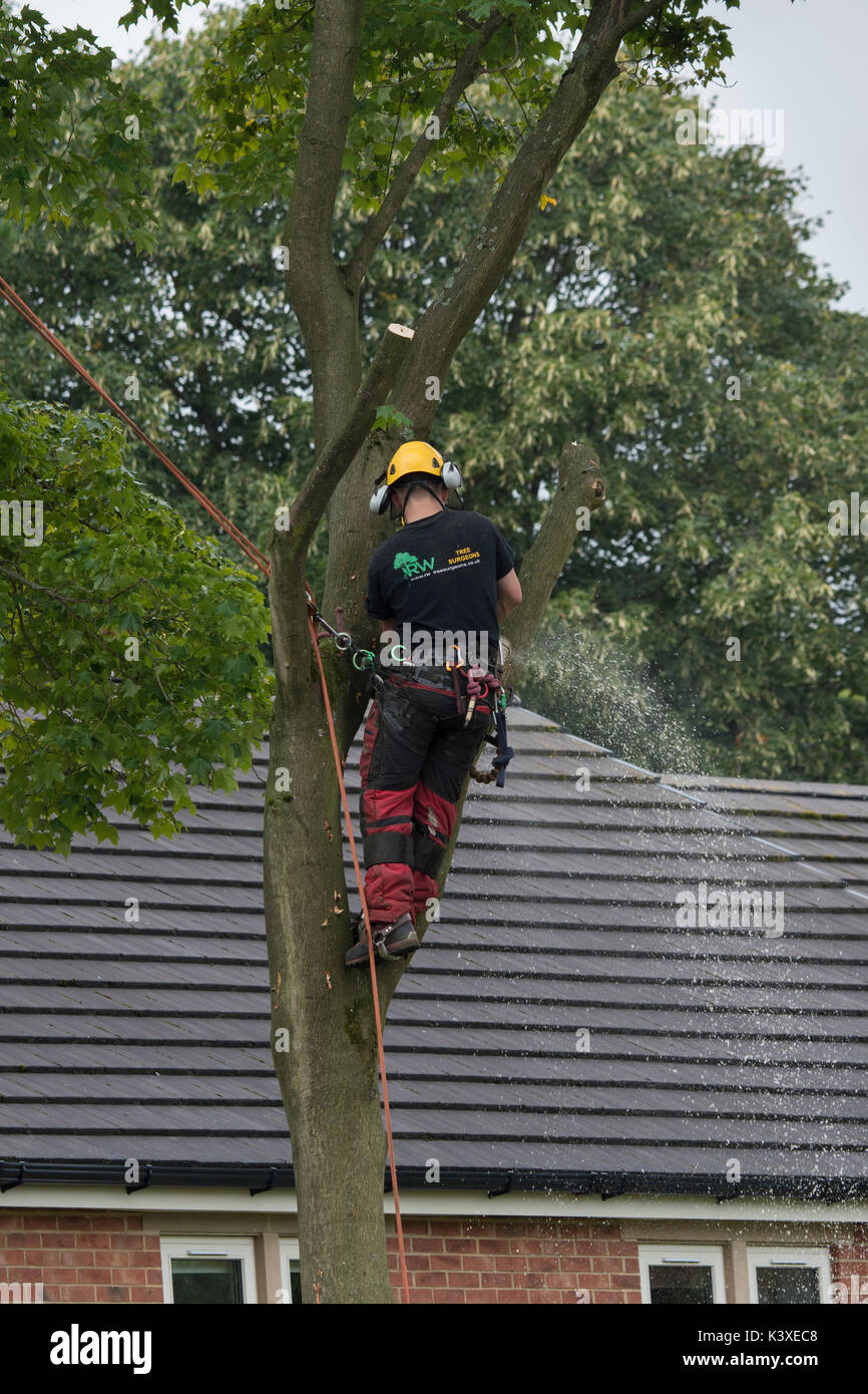 Tree chirurgo lavora in indumenti protettivi, utilizzando arrampicarsi sulle funi di sicurezza & holding chainsaw, alta in rami di albero giardino - Yorkshire, Inghilterra, Regno Unito. Foto Stock