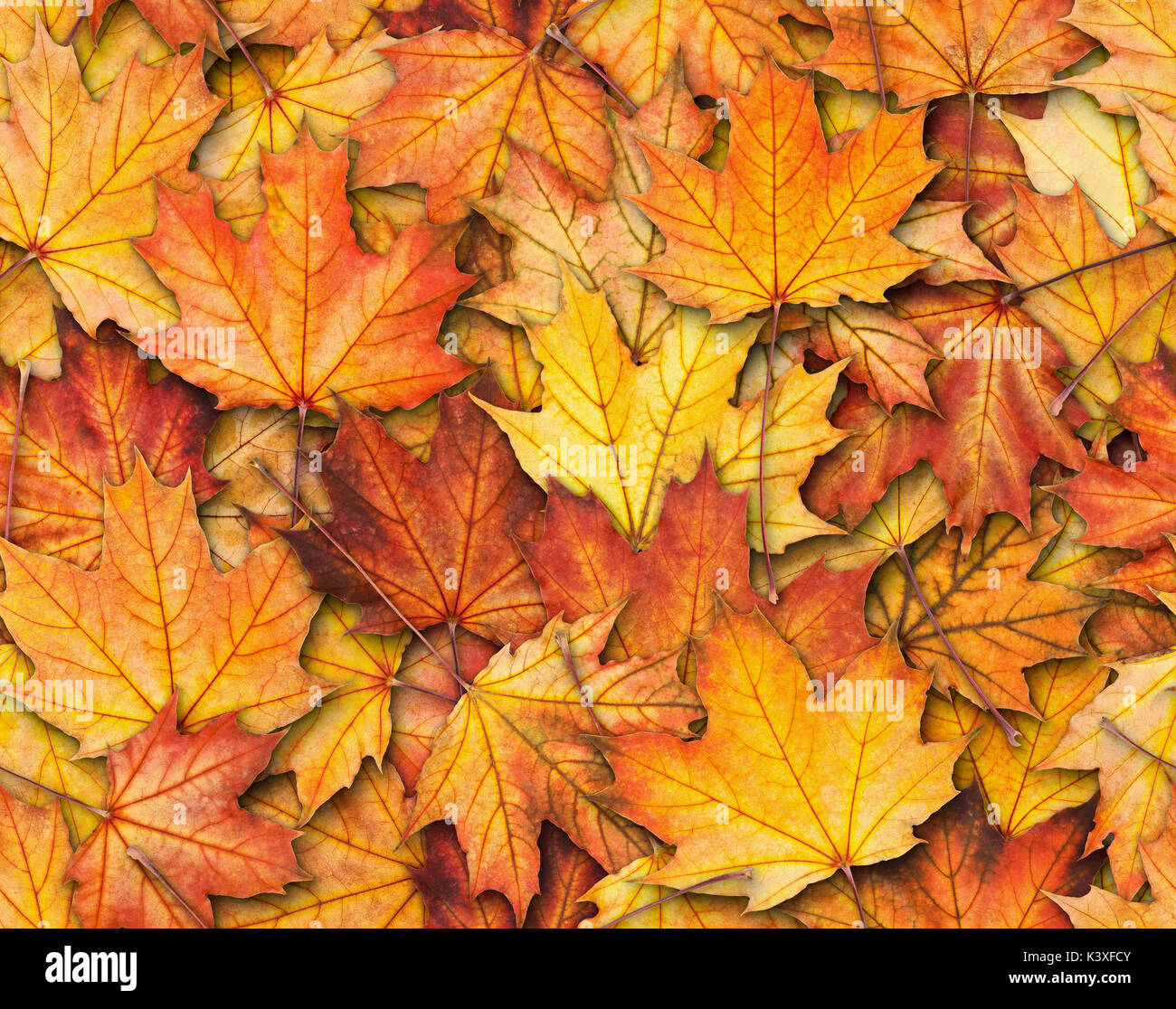 Seamless texture con foglie di acero Foto Stock