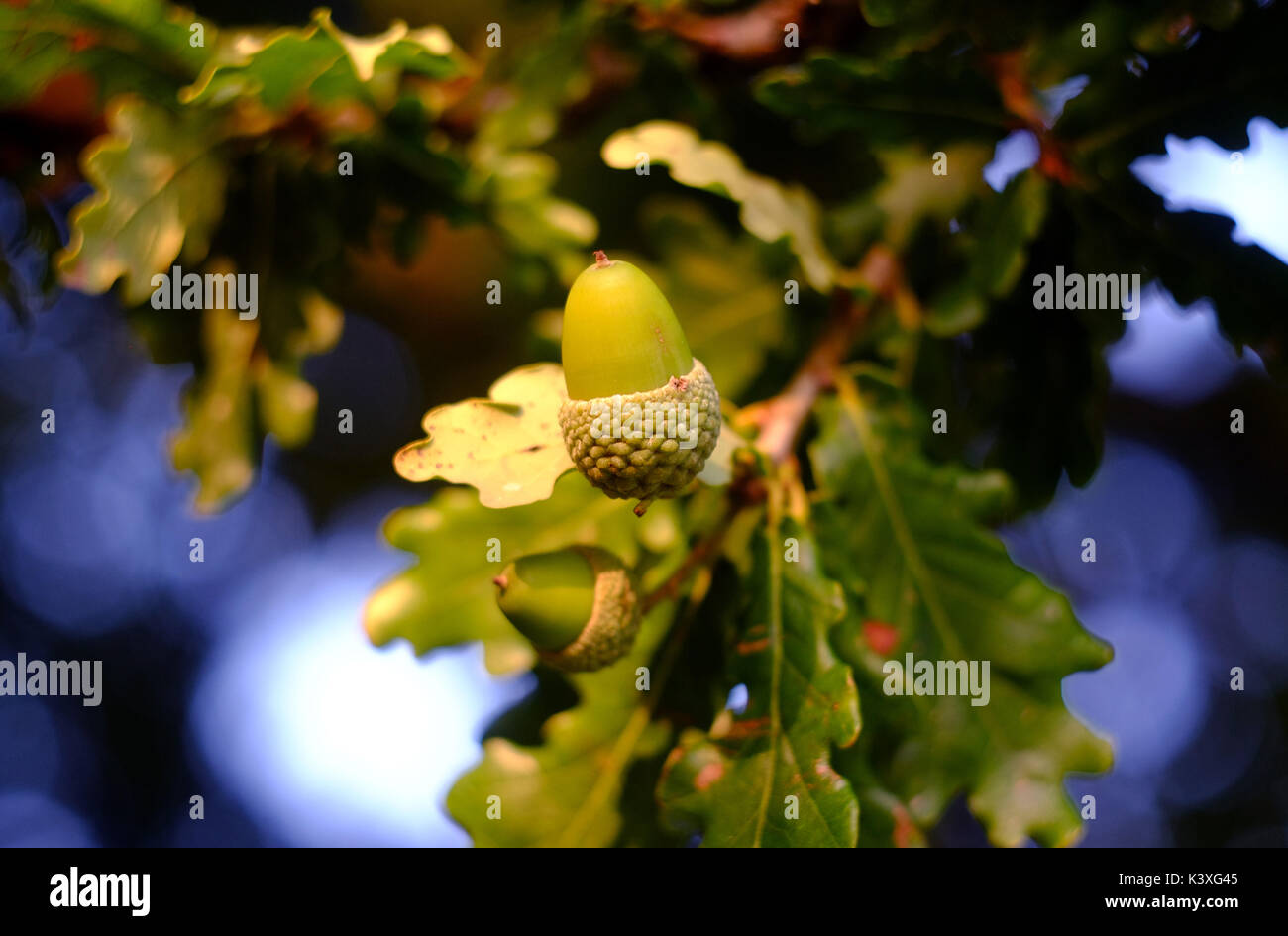 Green acorn attaccata ad un albero di quercia Foto Stock
