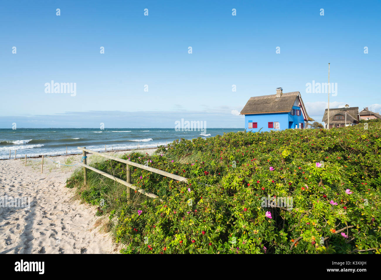 Storica spiaggia blu casa con tetto di paglia e cane cespugli di rose nella riserva naturale sulla penisola di graswarder a heiligenhafen, Germania Foto Stock