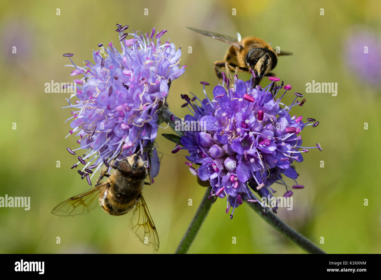 Puntaspilli fiore blu capi del Regno Unito di fiori selvaggi del diavolo scabious bit, Succisa pratensis con Eristalis pertinax hoverflies alimentare Foto Stock