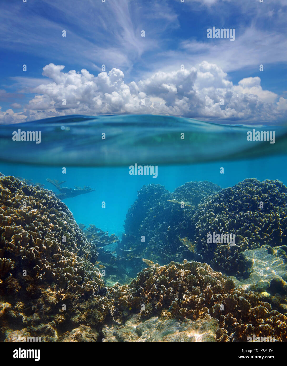 Al di sopra e al di sotto della superficie del mare dei Caraibi con barriera corallina subacquea e un nuvoloso cielo blu Foto Stock