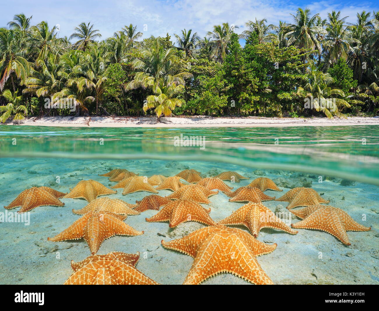 Immagine sdoppiata al di sopra e al di sotto della superficie del mare vicino alla riva di una spiaggia tropicale sopra la linea di galleggiamento e subacquea starfishes su un fondale sabbioso, Mar dei Caraibi Foto Stock