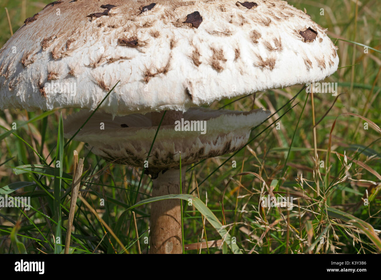 Shaggy parasol fungo bianco con le branchie, macrolepiota rhacodes Foto Stock