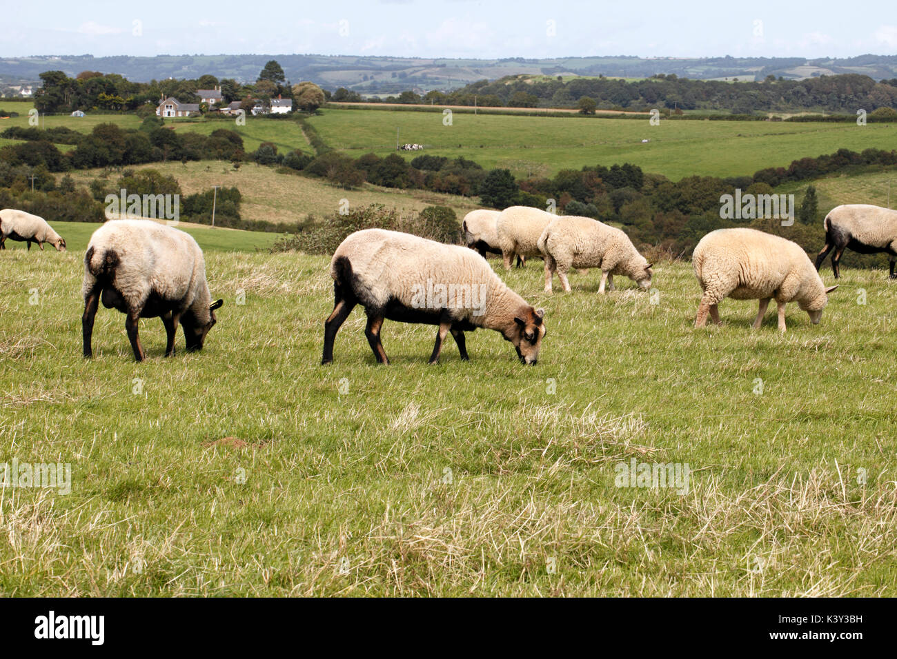 Badger faccia il gallese le pecore di montagna. Bafdger di fronte. Il Dorset. Razza rustica. in con altri ovini. Foto Stock