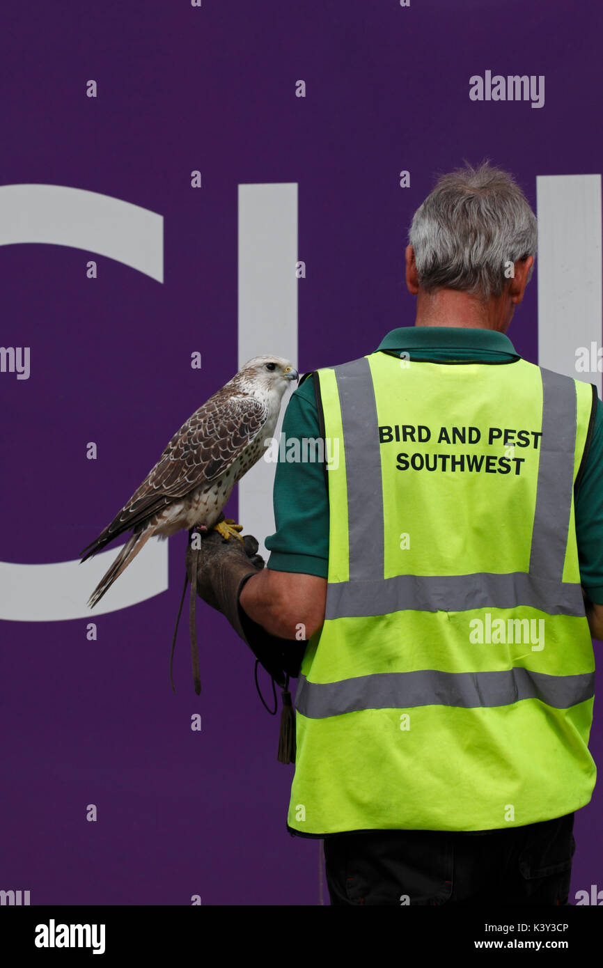 Bird e Pest Control operativa. Falcon sulla mano di una linea operativa. Dorchester, birreria Square. Un Gyrfalcon, Falco rusticolus, Foto Stock