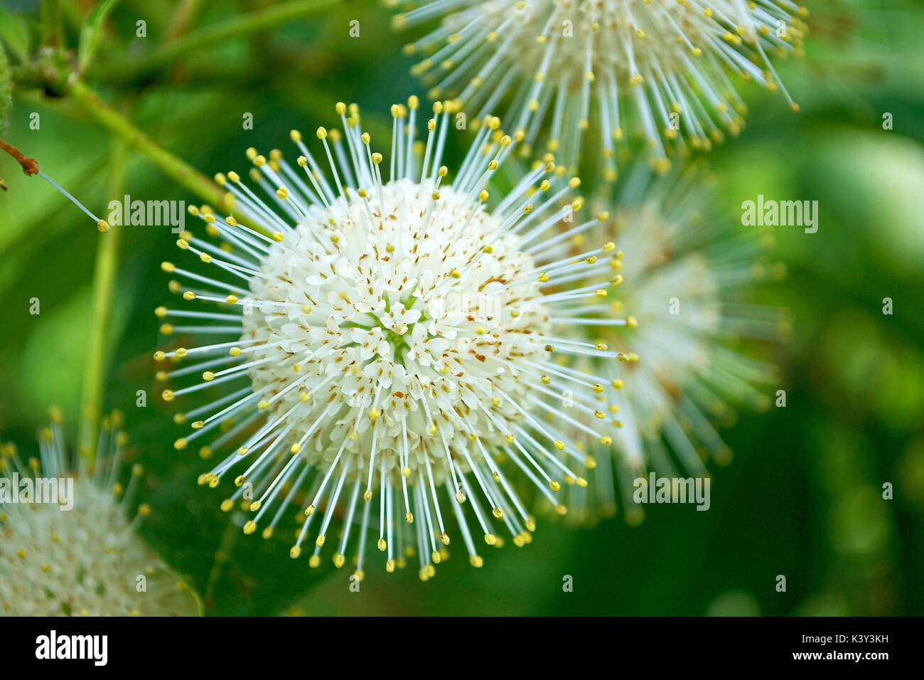 Nature fuochi d'artificio - Pulsante Bussola (Cephalanthus occidentalis) - Florida Foto Stock