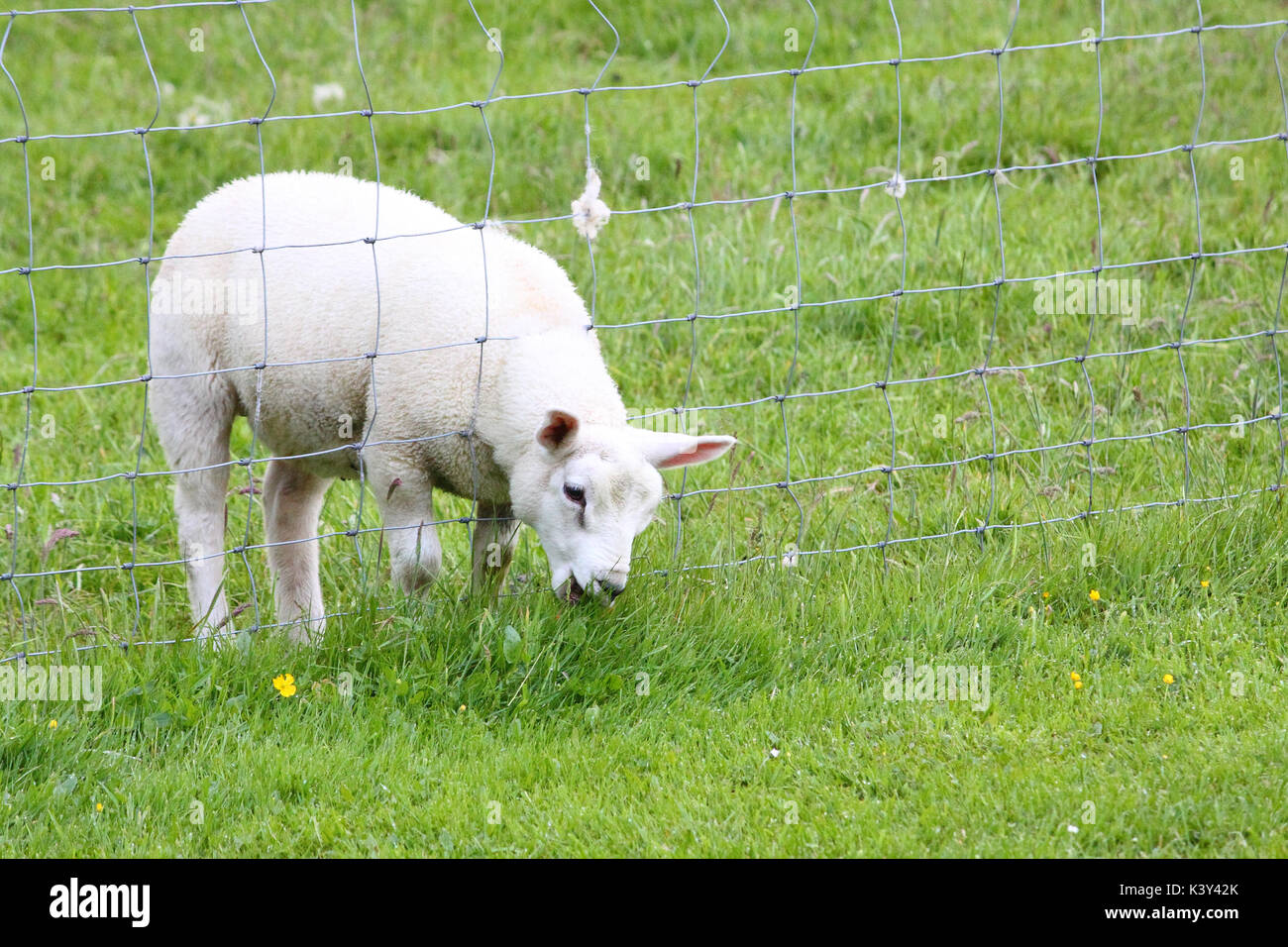Una pecora mangia erba attraverso una recinzione : "L'erba del vicino è sempre più verde sull'altro lato' Foto Stock