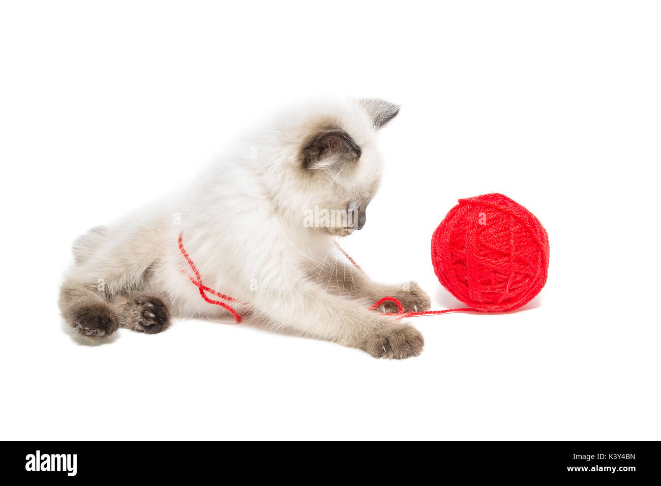 Kitten su sfondo bianco, gattino gioca con la palla, estate, gatto siamese gatto Foto Stock