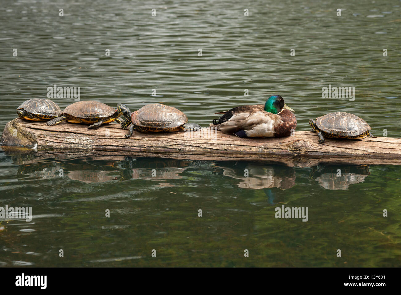 Western dipinto e le tartarughe marine Mallard duck drake in appoggio sul log in GoodAcre lago-Victoria, British Columbia, Canada. Foto Stock